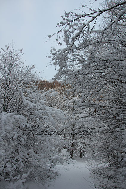 Winter in Poland - Landscape photography